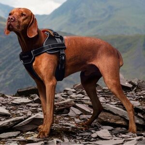 Land Rover dog harness in black